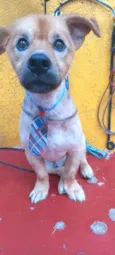 Cachorro raça  idade 3 anos nome Raby 