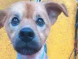 Cachorro raça  idade 3 anos nome Raby 