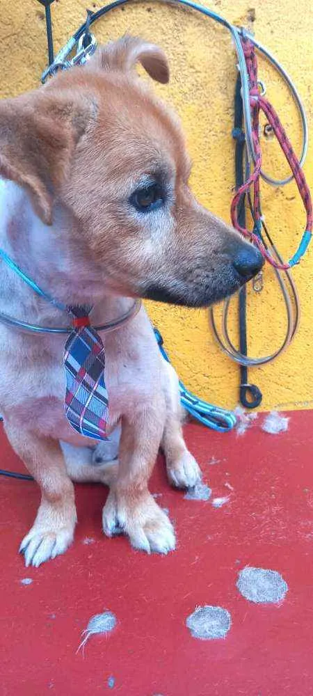 Cachorro raça  idade 3 anos nome Raby 