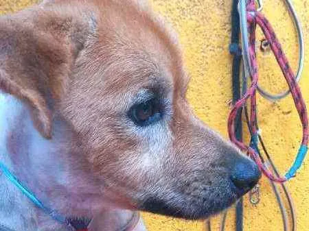 Cachorro raça  idade 3 anos nome Raby 