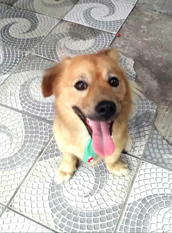 Cachorro raça  idade 3 anos nome Raby 