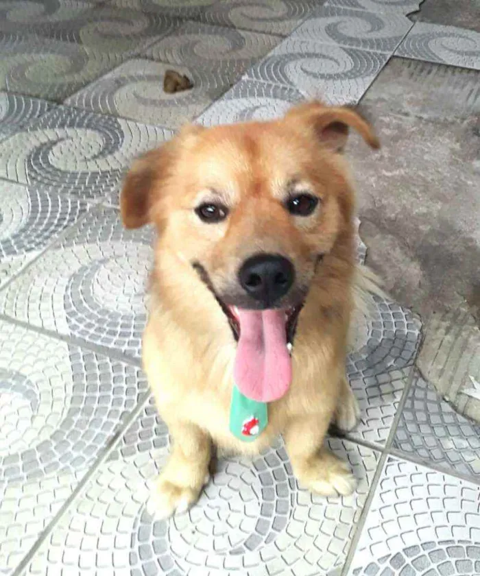 Cachorro raça  idade 3 anos nome Raby 