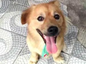 Cachorro raça  idade 3 anos nome Raby 