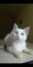Ginger