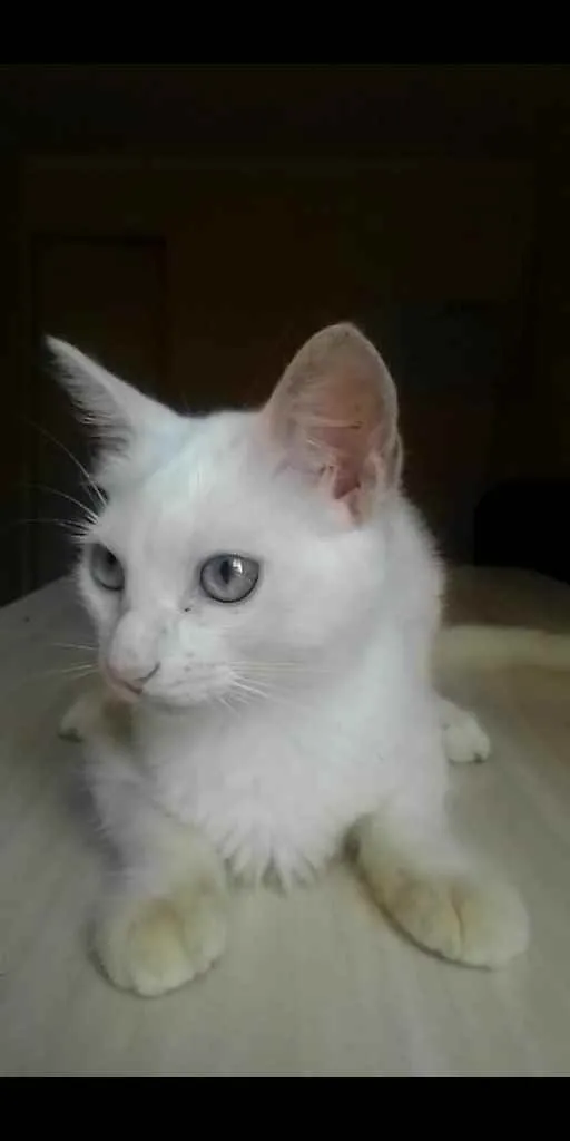 Gato ra a Sem raça definida idade 2 a 6 meses nome Ginger