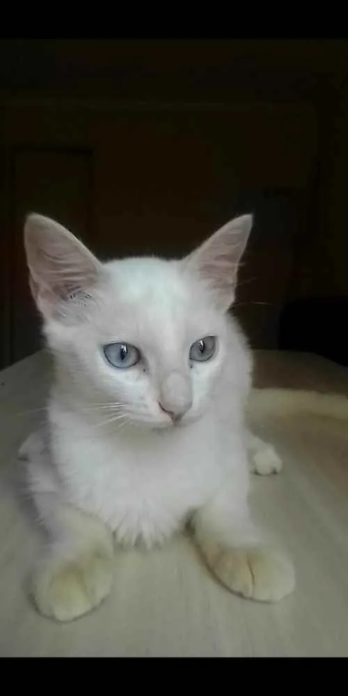 Gato ra a Sem raça definida idade 2 a 6 meses nome Ginger
