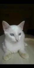 Ginger