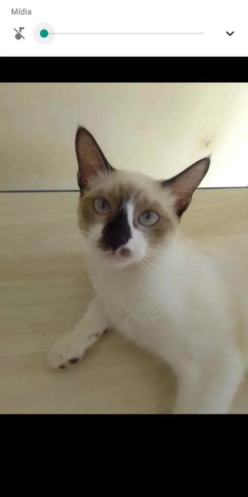 Gato ra a Sem raça definida idade 2 a 6 meses nome Kiara