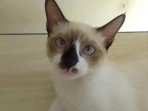 Gato ra a Sem raça definida idade 2 a 6 meses nome Kiara