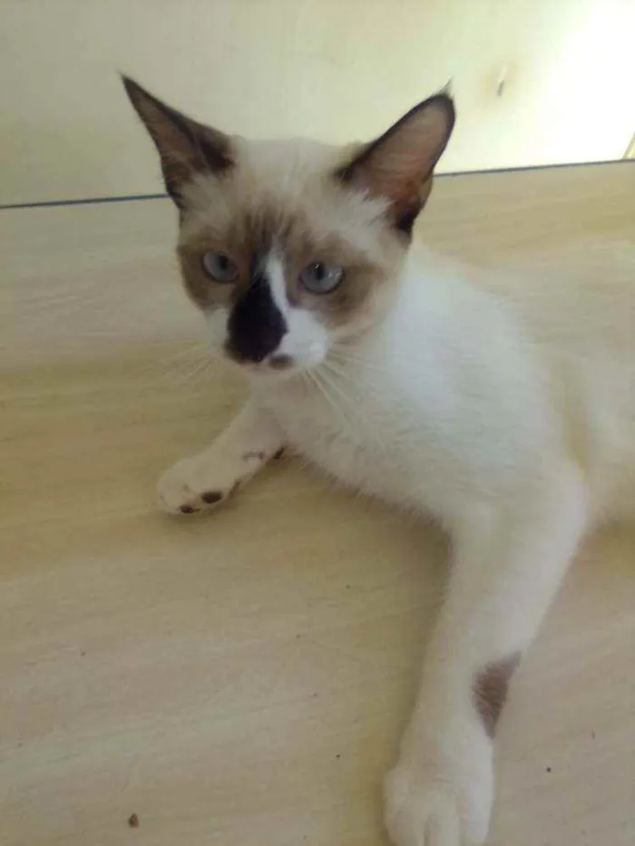 Gato ra a Sem raça definida idade 2 a 6 meses nome Kiara