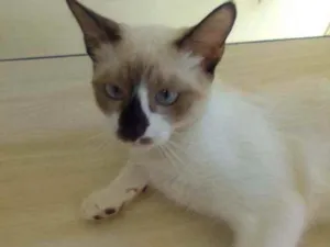Gato raça Sem raça definida idade 2 a 6 meses nome Kiara