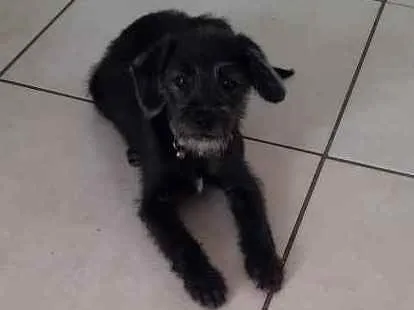 Cachorro ra a Misto idade 2 a 6 meses nome Kyara