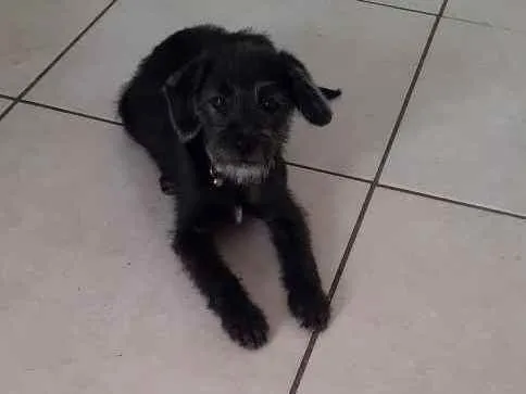 Cachorro ra a Misto idade 2 a 6 meses nome Kyara