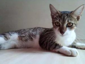 Gato raça Sem raça definida idade 2 a 6 meses nome Paçoca