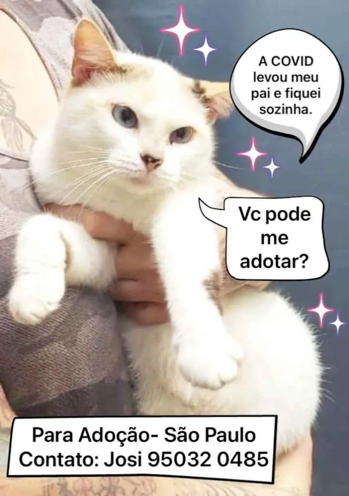 Gato raça Srd idade 1 ano nome Fiona Linda gatinha 