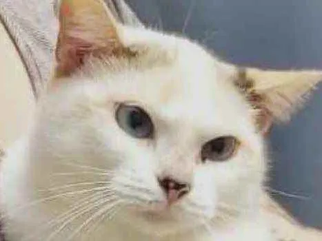 Gato raça Srd idade 1 ano nome Fiona Linda gatinha 