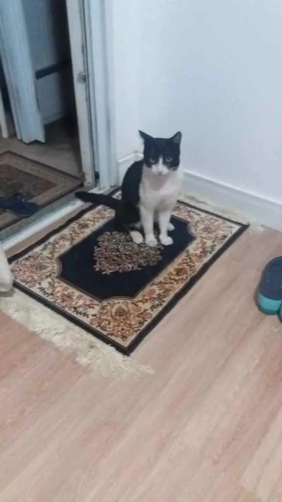 Gato raça  idade 1 ano nome Apolo