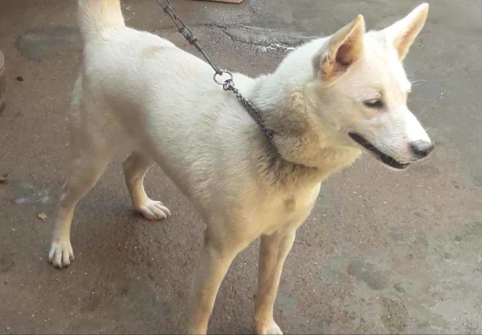 Cachorro ra a Husky Siberiano com Vira-lata idade 2 anos nome Branca