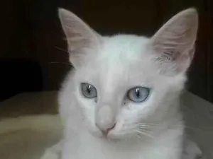 Gato raça Sem raça definida idade 2 a 6 meses nome Ginger