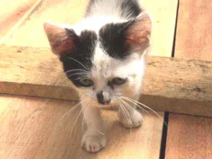 Gato raça Indefinida idade Abaixo de 2 meses nome Sem Nome