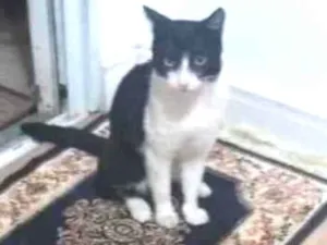 Gato raça  idade 1 ano nome Apolo