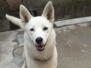 Cachorro raça Husky Siberiano com Vira-lata idade 2 anos nome Branca