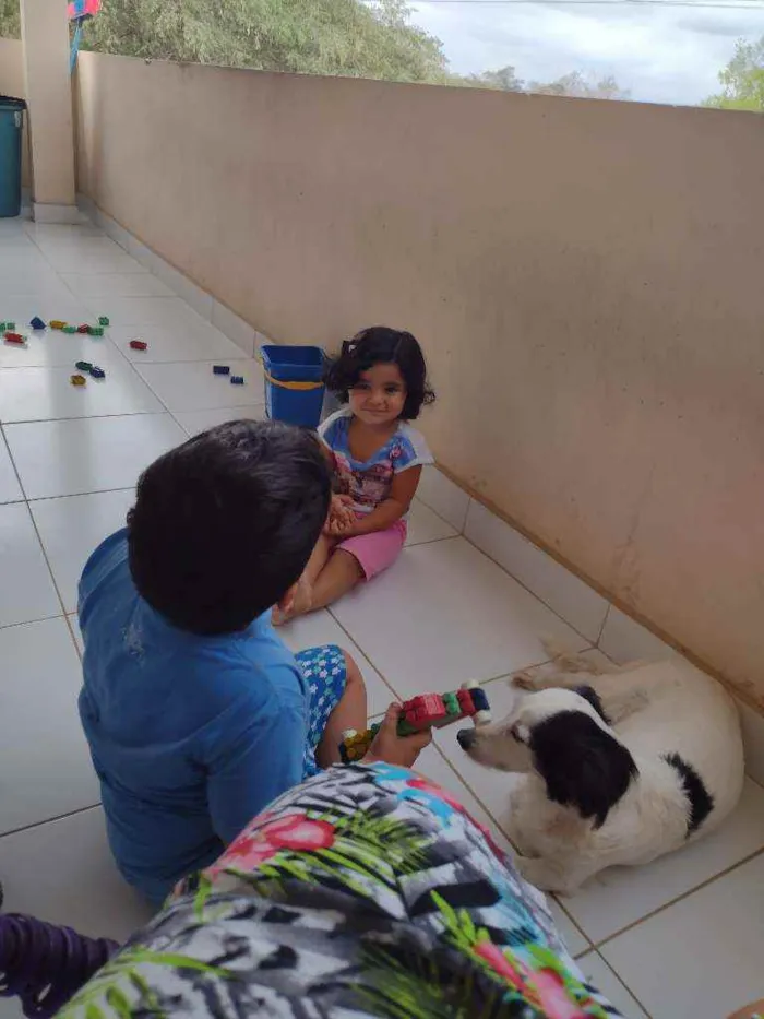 Cachorro ra a Indefinida idade 4 anos nome Luna
