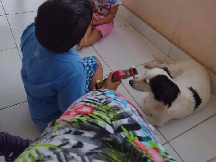Cachorro ra a Indefinida idade 4 anos nome Luna
