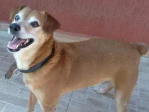 Cachorro raça Mista idade 6 ou mais anos nome Bilu