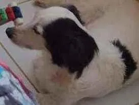 Cachorro raça Indefinida idade 4 anos nome Luna