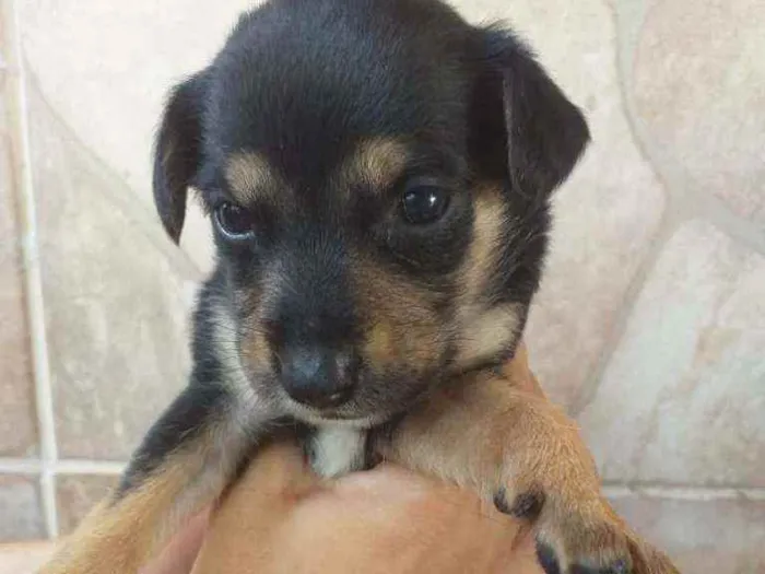 Cachorro ra a Indefenida idade Abaixo de 2 meses nome Nao tem nome