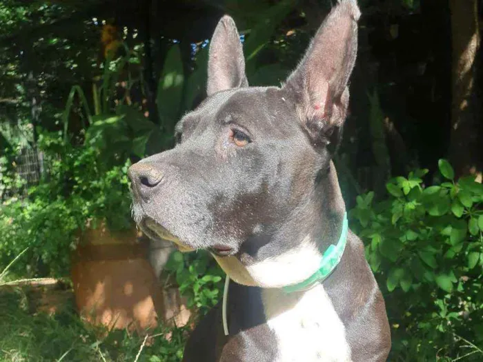 Cachorro ra a SRD PIT idade 4 anos nome PITY