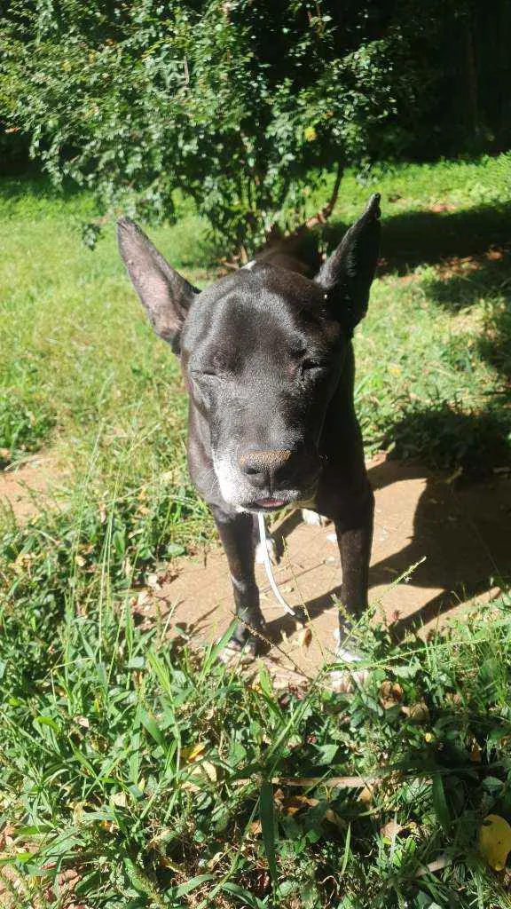 Cachorro ra a SRD PIT idade 4 anos nome PITY