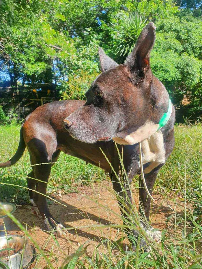 Cachorro ra a SRD PIT idade 4 anos nome PITY