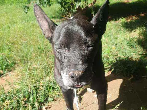 Cachorro ra a SRD PIT idade 4 anos nome PITY