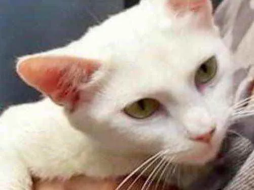 Gato raça Srd idade 1 ano nome Algod gata boazinha 