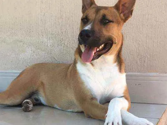 Cachorro ra a Indefinida idade 2 anos nome Thor