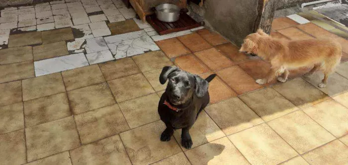 Cachorro ra a SRD idade 7 a 11 meses nome Emma