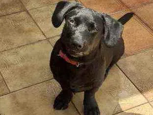 Cachorro ra a SRD idade 7 a 11 meses nome Emma