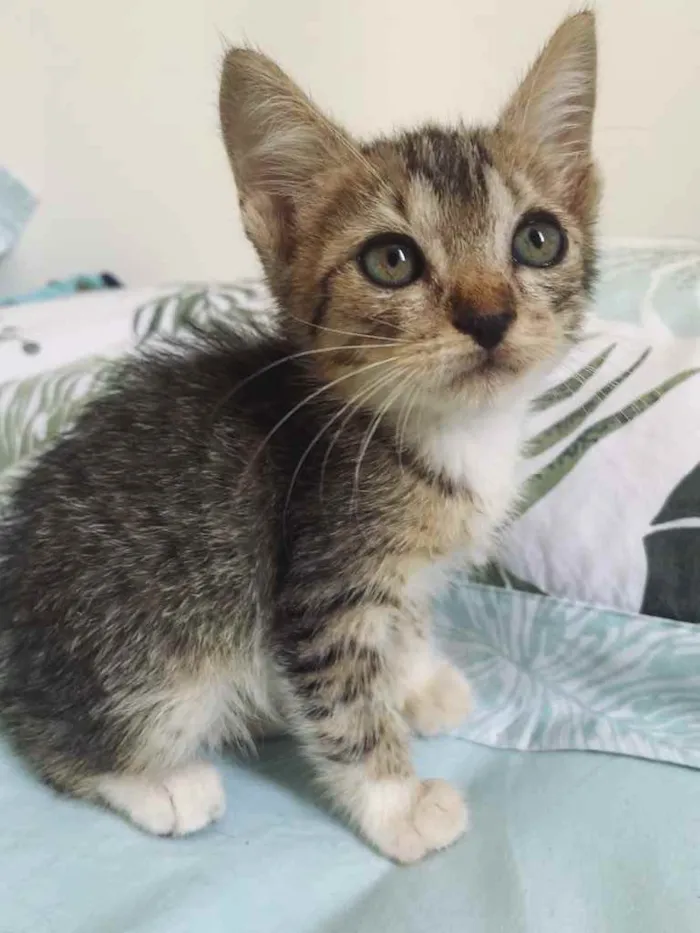 Gato ra a Amor idade Abaixo de 2 meses nome Martina (mamá) 