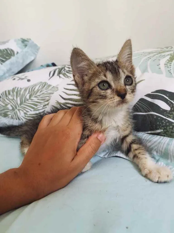 Gato ra a Amor idade Abaixo de 2 meses nome Martina (mamá) 