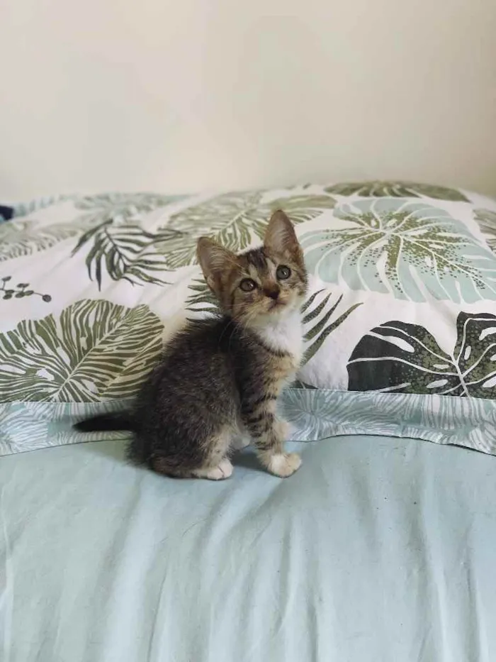 Gato ra a Amor idade Abaixo de 2 meses nome Martina (mamá) 