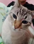 Simba