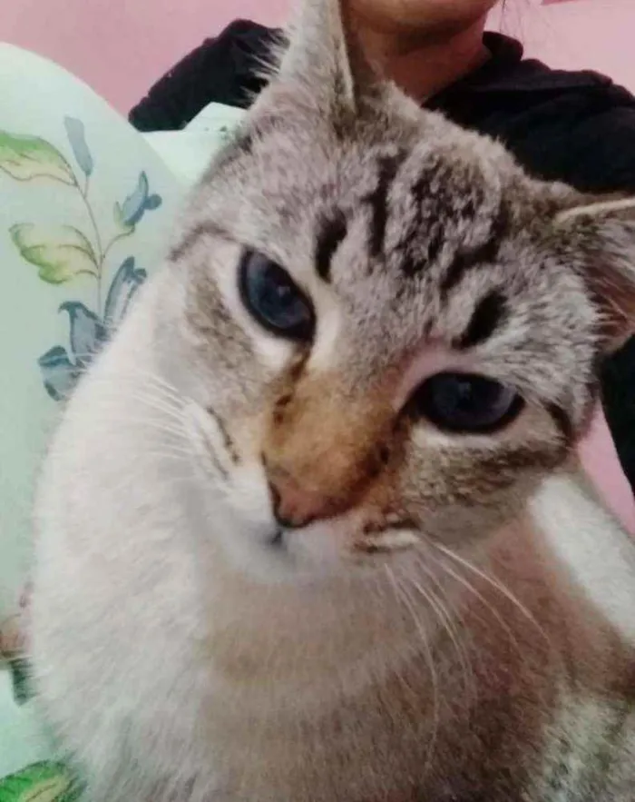 Gato ra a  idade 2 anos nome Simba