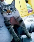 Simba
