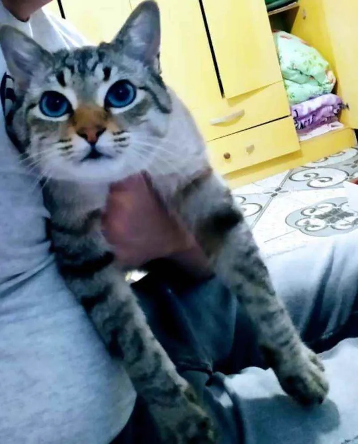 Gato ra a  idade 2 anos nome Simba