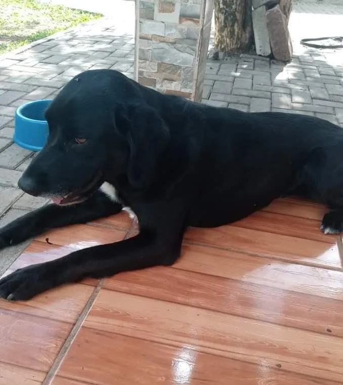 Cachorro ra a Labrador  idade 2 anos nome Nick