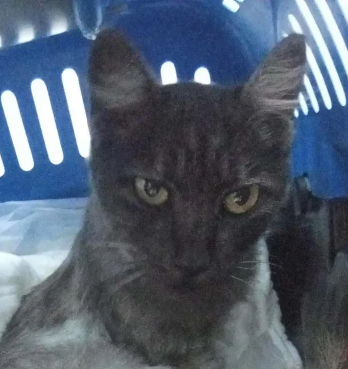 Gato ra a SRD-ViraLata idade 1 ano nome Mirela