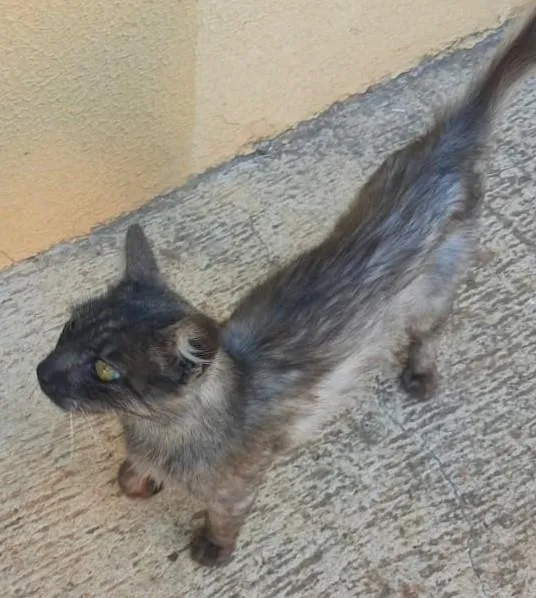 Gato ra a SRD-ViraLata idade 1 ano nome Mirela