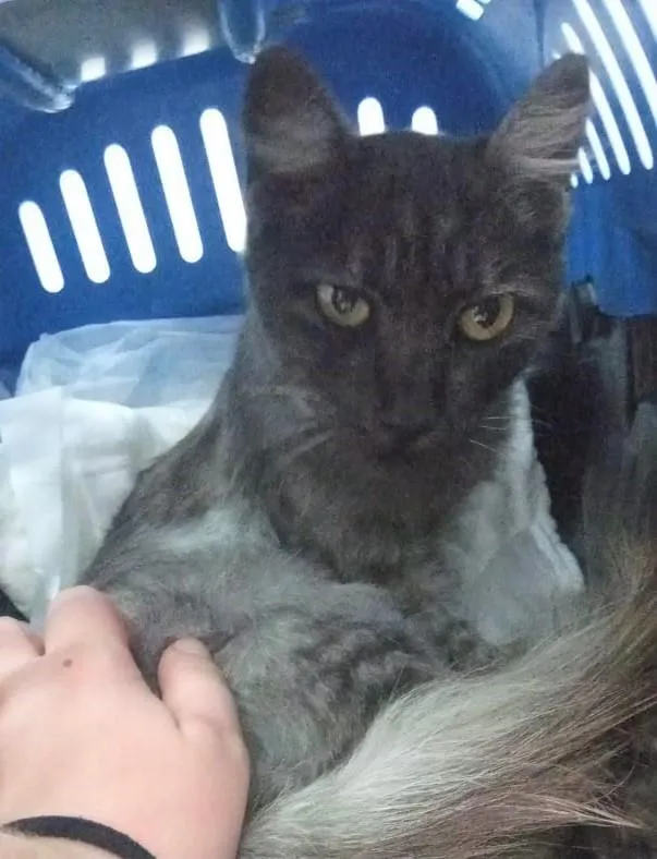 Gato ra a SRD-ViraLata idade 1 ano nome Mirela